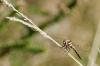 183882 – Photo : Thierry Wattez – France (79)