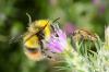 183466 – Photo : Fabricius – France (13)