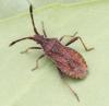 Coriomeris sp.