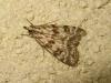 183049 – Photo : The Ghost Nightjar – France (56)