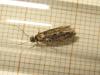183719 – Photo : The Ghost Nightjar – France (56)