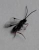 183842 – Photo : Sandrine Berthault – France (86)