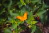 183136 – Photo : Christian Berquer – Mayotte