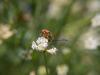 183455 – Photo : BourrinOman – France (83)