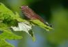 183216 – Photo : Jean-Pierre Viallard – France (28)