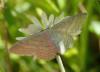 183236 – Photo : Catherine Reymonet-Smitten – France (31)