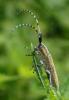 183148 – Photo : Catherine Reymonet-Smitten – France (31)