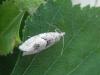 183345 – Photo : Dominique THAUVIN – France (45)