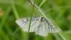 183000 – Photo : Greenlife – France (01)