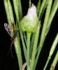 183545 – Photo : Pascal Vigneron – France (52)