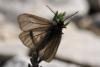 183849 – Photo : Nicolas Zwahlen – France (06)