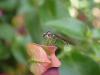 183807 – Photo : RENOULT – France (20)