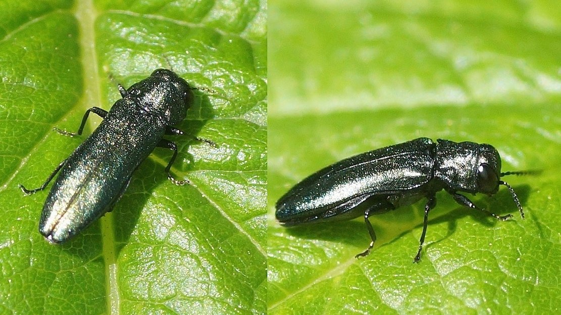 Michel Mathieu - Agrilus sp. - réf. 183754 (1111 x 623 pixels, 190 ko)