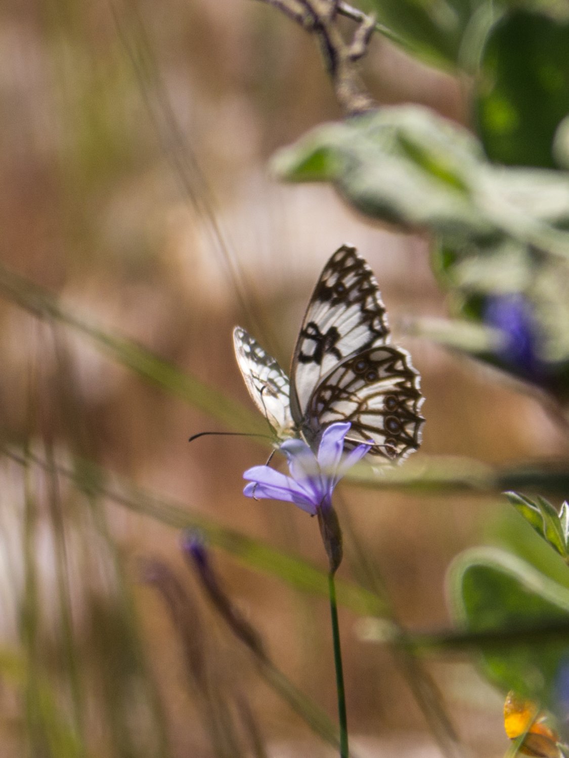 Anonyme - Melanargia occitanica - réf. 183062 (1125 x 1500 pixels, 190 ko)