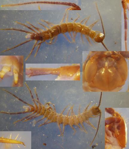 Réf. 184 155 : Lithobius piceus piceus