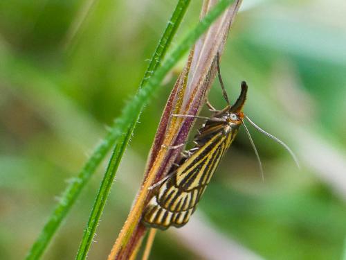Réf. 184 269 : Chrysocrambus craterella
