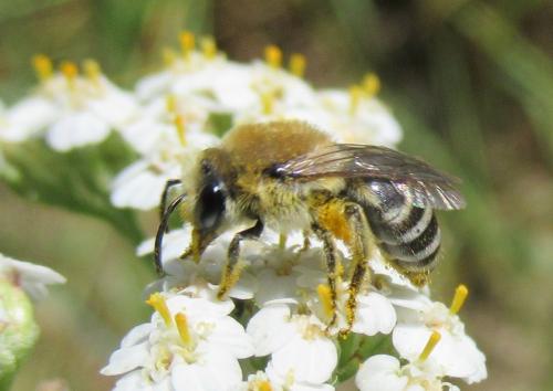 Colletes sp.