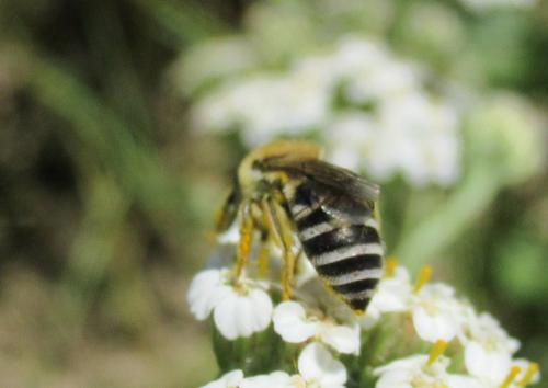 Colletes sp.