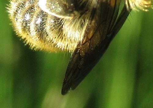 Trachusa byssina