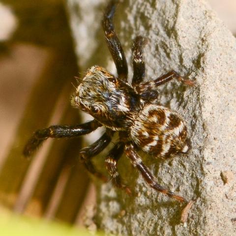 Réf. 184 493 : Pseudeuophrys obsoleta