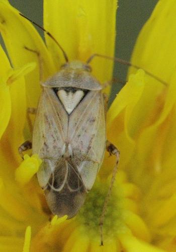 Réf. 184 630 : Lygus rugulipennis