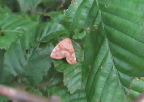 Cosmia trapezina