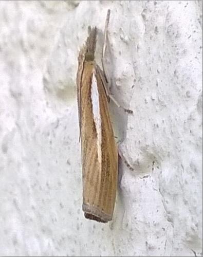 Réf. 184 034 : Agriphila tristella