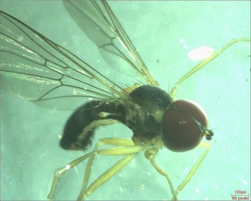 Réf. 184 727 : Dorylomorpha sp.