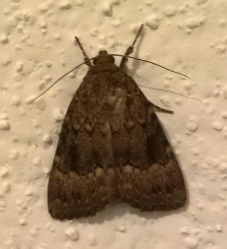 Amphipyra pyramidea