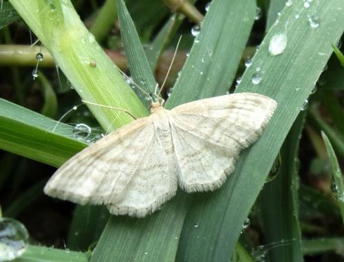 Réf. 184 585 : Idaea macilentaria