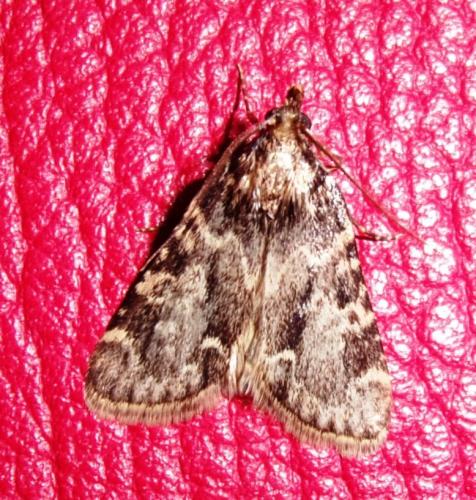 Réf. 184 632 : Aglossa caprealis