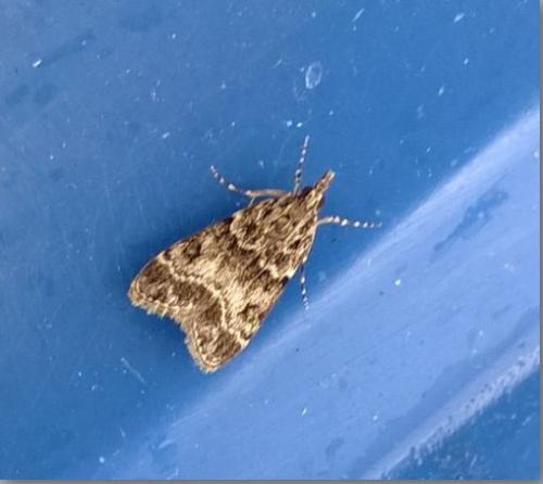 Eudonia mercurella