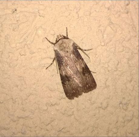 Réf. 184 144 : Agrotis puta