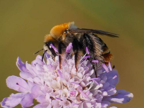 Dasypoda argentata