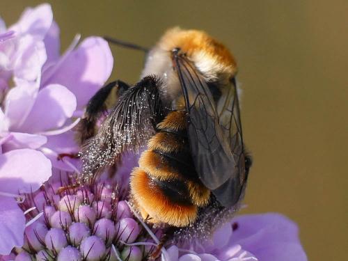 Réf. 184 907 : Dasypoda argentata