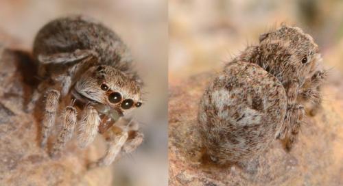 Attulus saltator