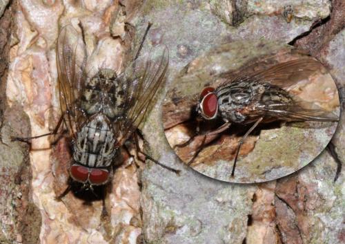 Réf. 184 348 : Phaonia valida