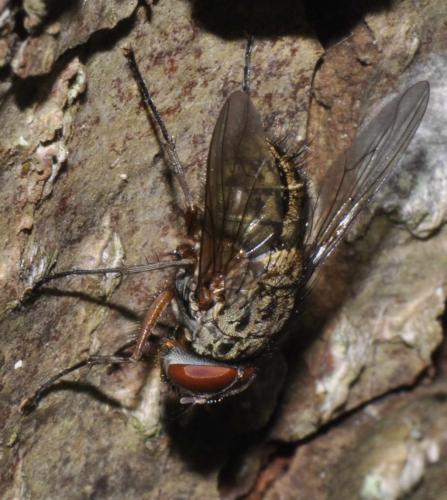 Réf. 184 353 : Phaonia valida