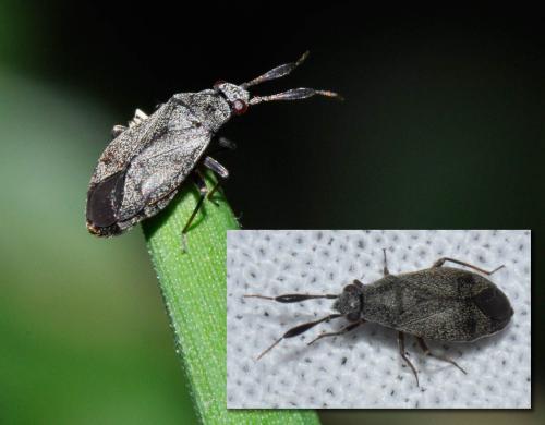 Réf. 184 419 : Heterocordylus sp.