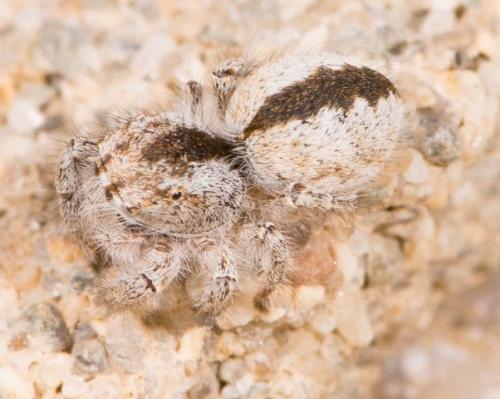 Réf. 184 892 : Pseudomogrus univitattus