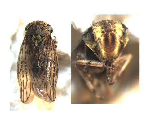 Acericerus sp.