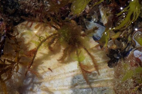 Réf. 184 281 : Macropodia sp.