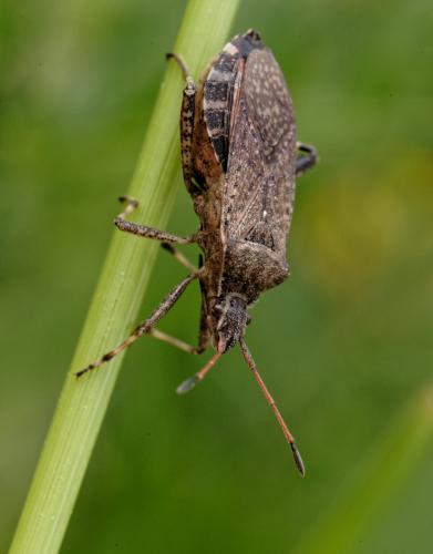 Réf. 184 211 : Ceraleptus gracilicornis