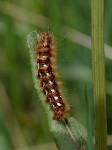Réf. 184 156 : Acronicta rumicis