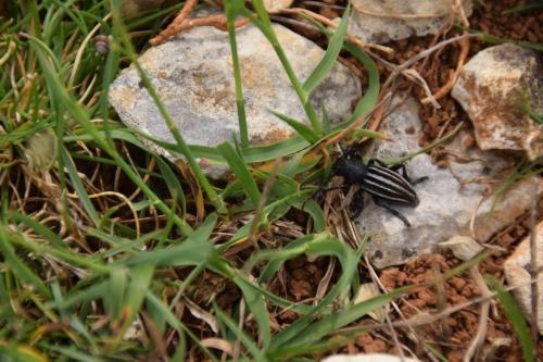 Réf. 184 381 : Iberodorcadion fuliginator