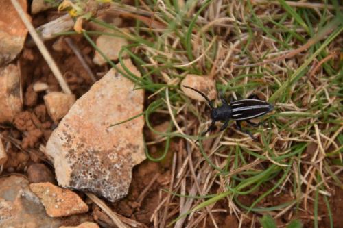 Réf. 184 382 : Iberodorcadion fuliginator