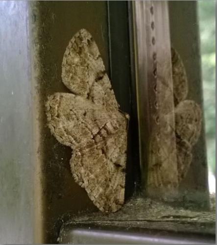 Peribatodes rhomboidaria