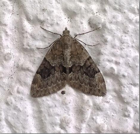 Thera sp.