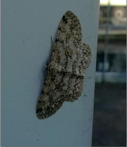 Hypomecis punctinalis