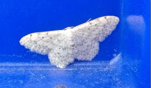 Réf. 184 206 : Scopula marginepunctata